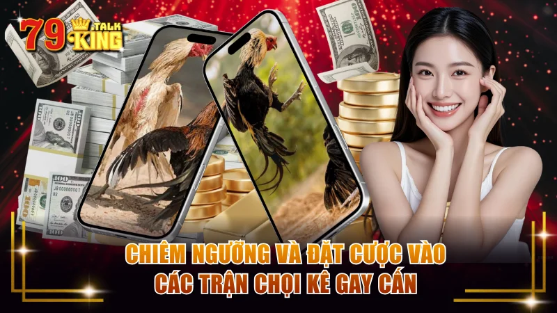 Chiêm ngưỡng và đặt cược vào các trận chọi kê gay cấn